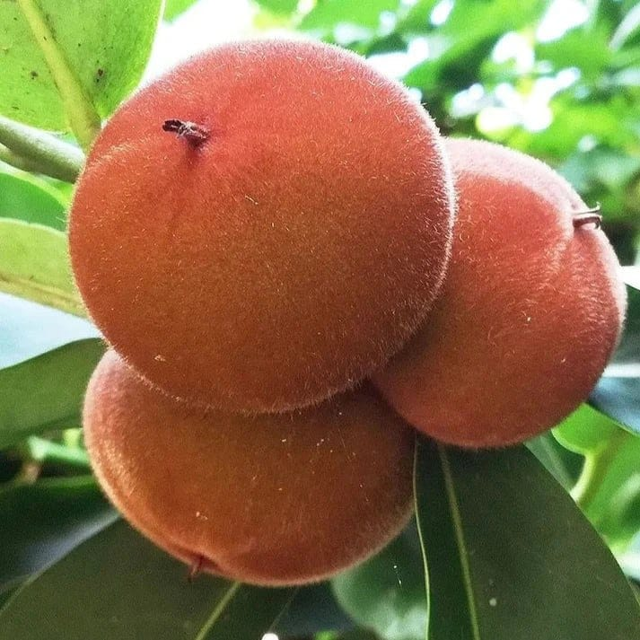 Velvet Apple
